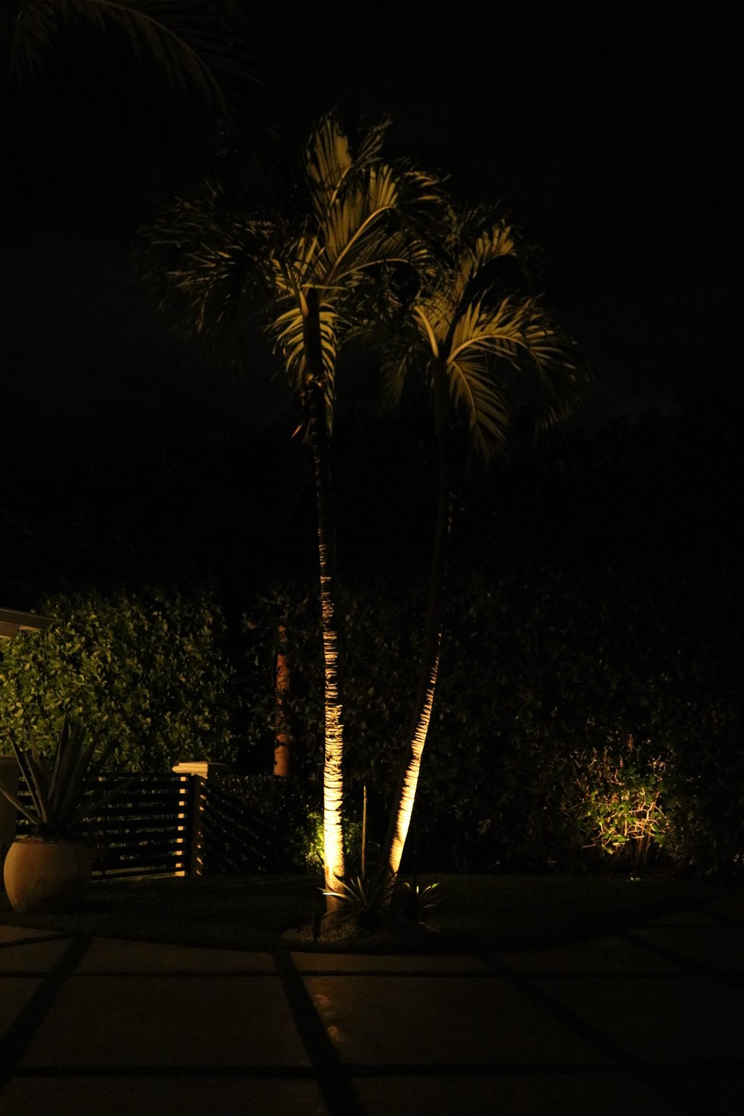 Palm and garden uplighting