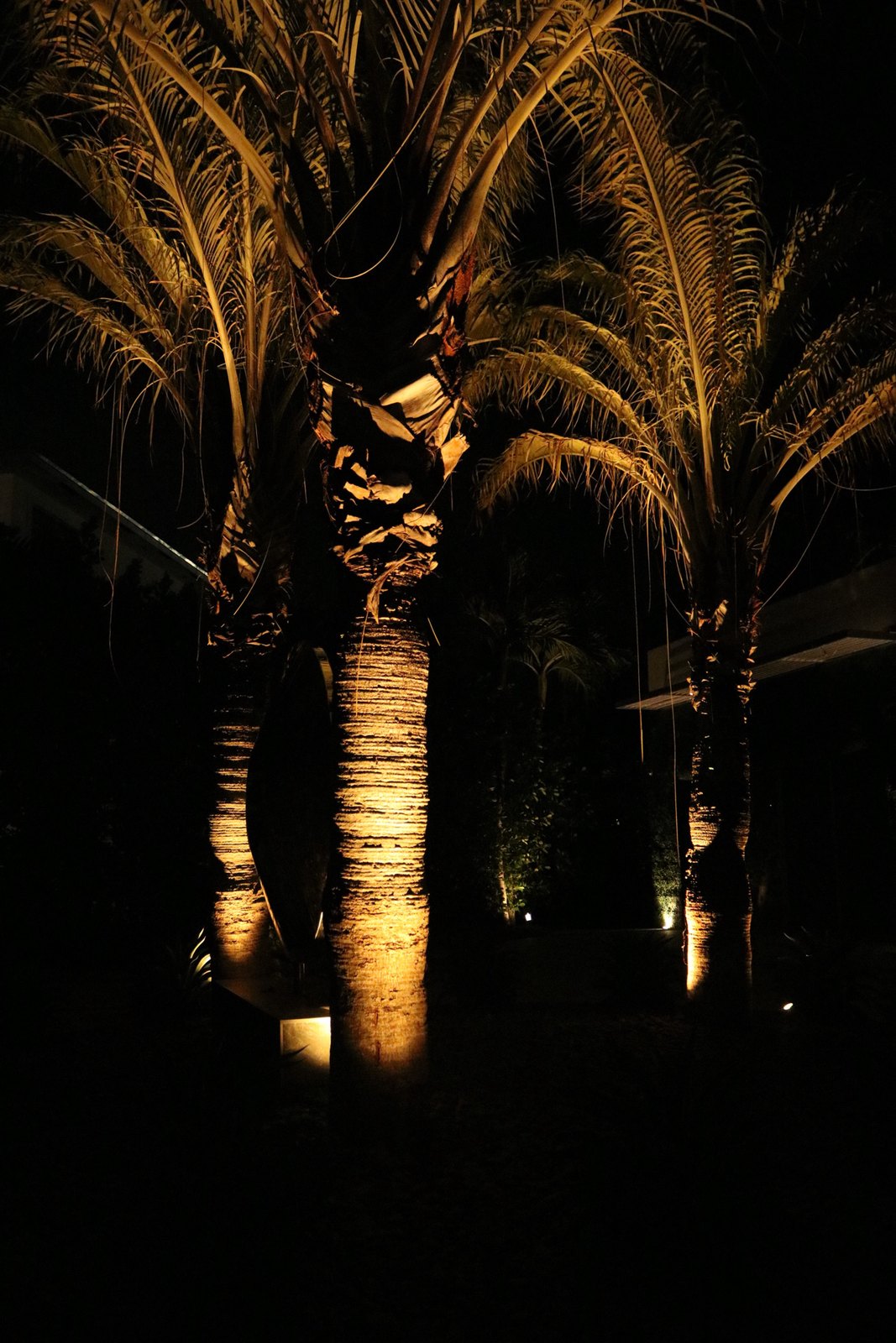 Palm tree uplighting